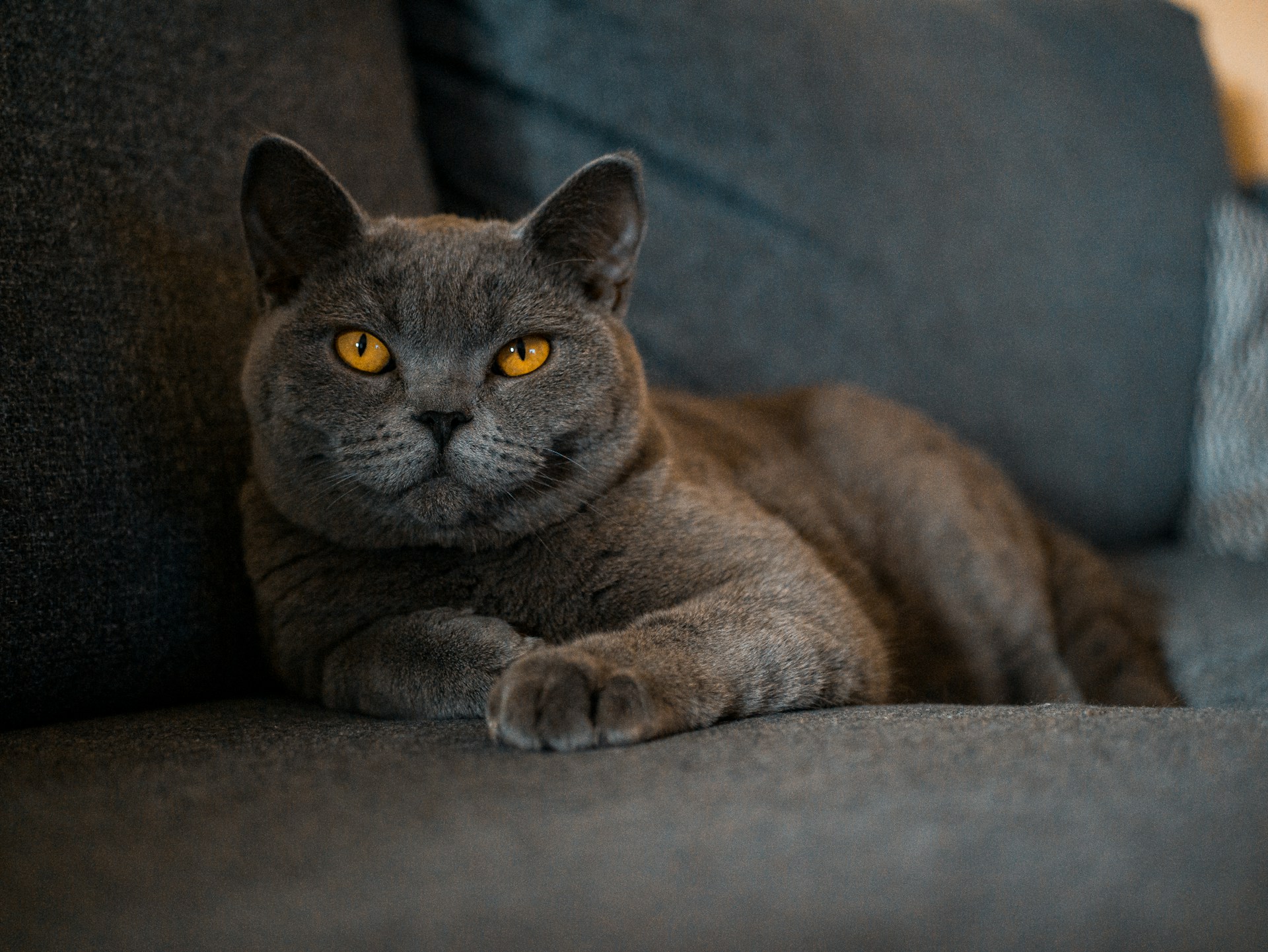 Die Britisch Kurzhaar Katze